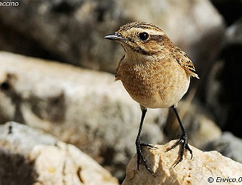 Animali 334